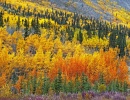 Podzimně zbarvené listí u Alaska Highway.