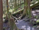 Mount Mitchell 