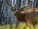 Jeleni v Yellowstone