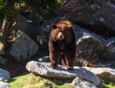 Hnědý medvěd v lesích a horách u silnice Blue Ridge Parkway v severovýchodní oblasti USA.