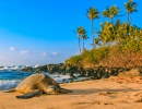 Kdo se opaluje na havajských plážích