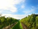 Niagara Wine Trail, Buffalo, New York - Amerika.cz