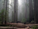 Coast Redwood