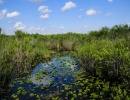 delta v národním parku Everglades ve státě Florida v USA