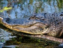 Hlava aligátora amerického v národním parku Everglades ve státě Florida v USA