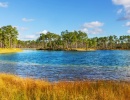 Tyrkysové jezero a cypřišové stromy v národním parku Everglades ve státě Florida v USA