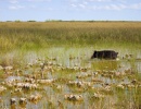 Prase divoké a delta řeky v národním parku Everglades ve státě Florida v USA
