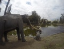 La Brea Tar Pits v americké Kalifornii