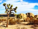 Joshua Tree s rostlinami