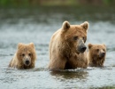 Tři medvědi grizzly brodící se vodou.