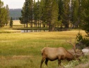 Yellowstone